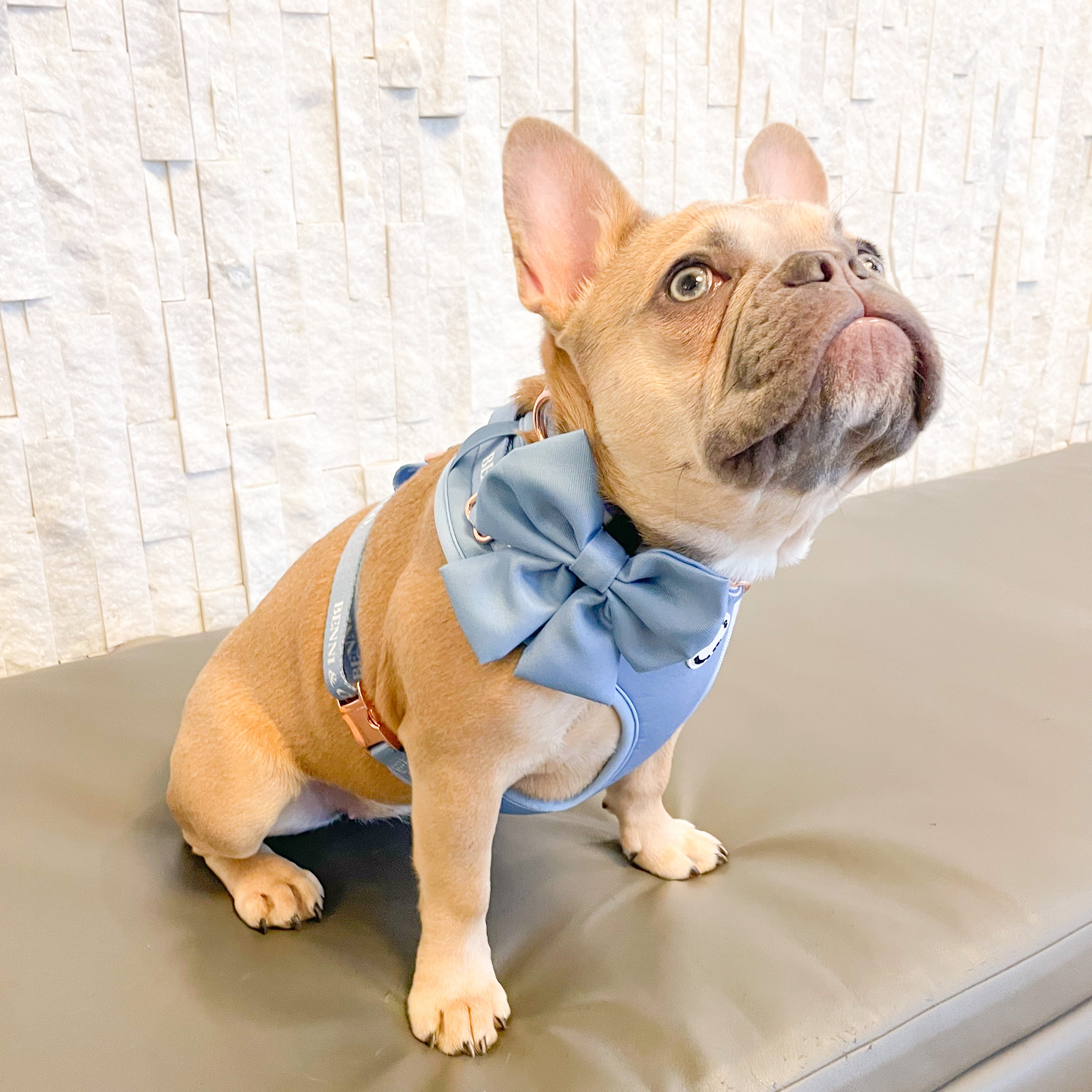 A vibrant sapphire blue bowtie for pets, featuring a Velcro strap for easy attachment to collars, perfect for stylish outings.